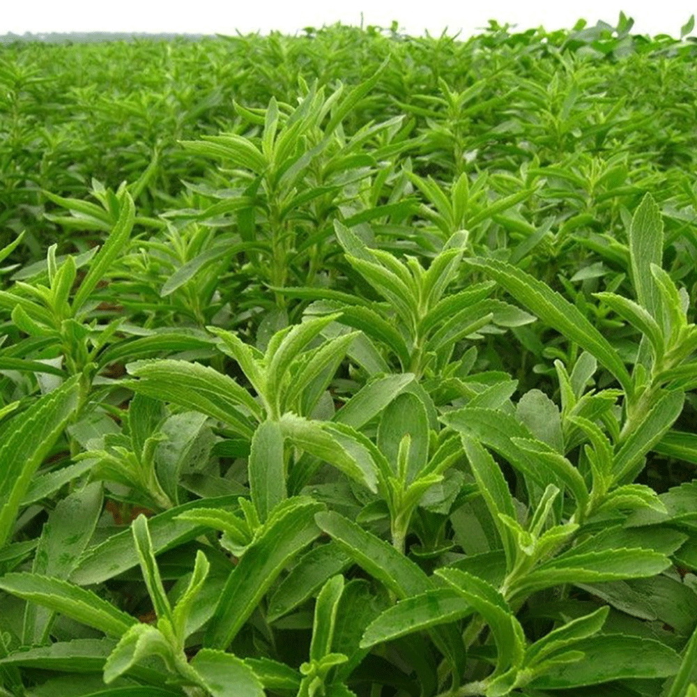 stevia (şeker otu)  tohumu 